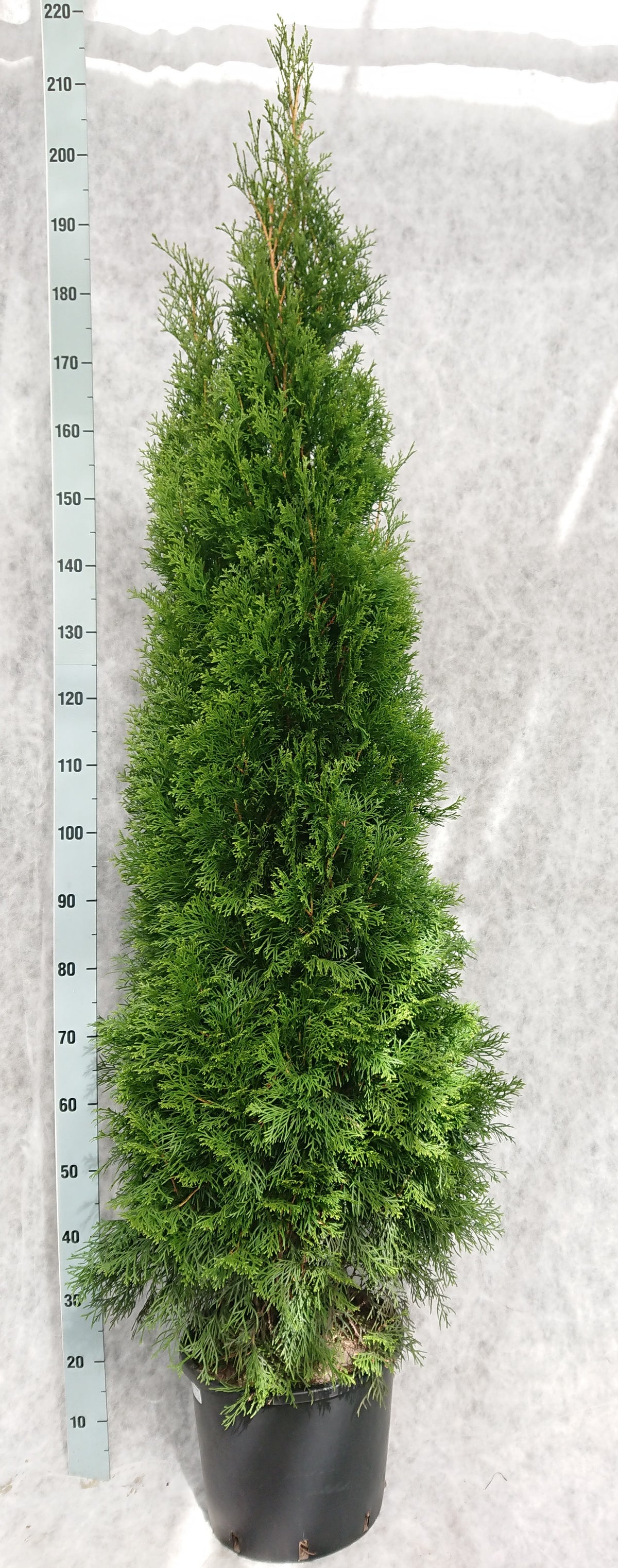Thuja occidentalis Smaragd 210cm 33cm Pot