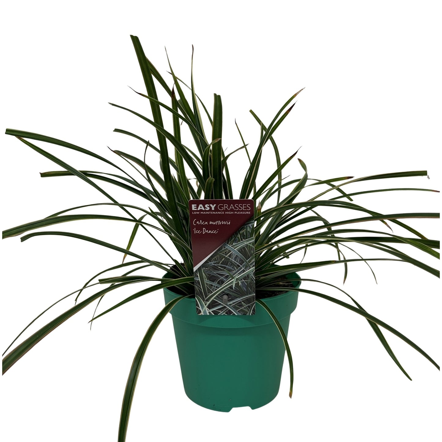 Carex morrowii Ice Dance 35cm 17cm Pot