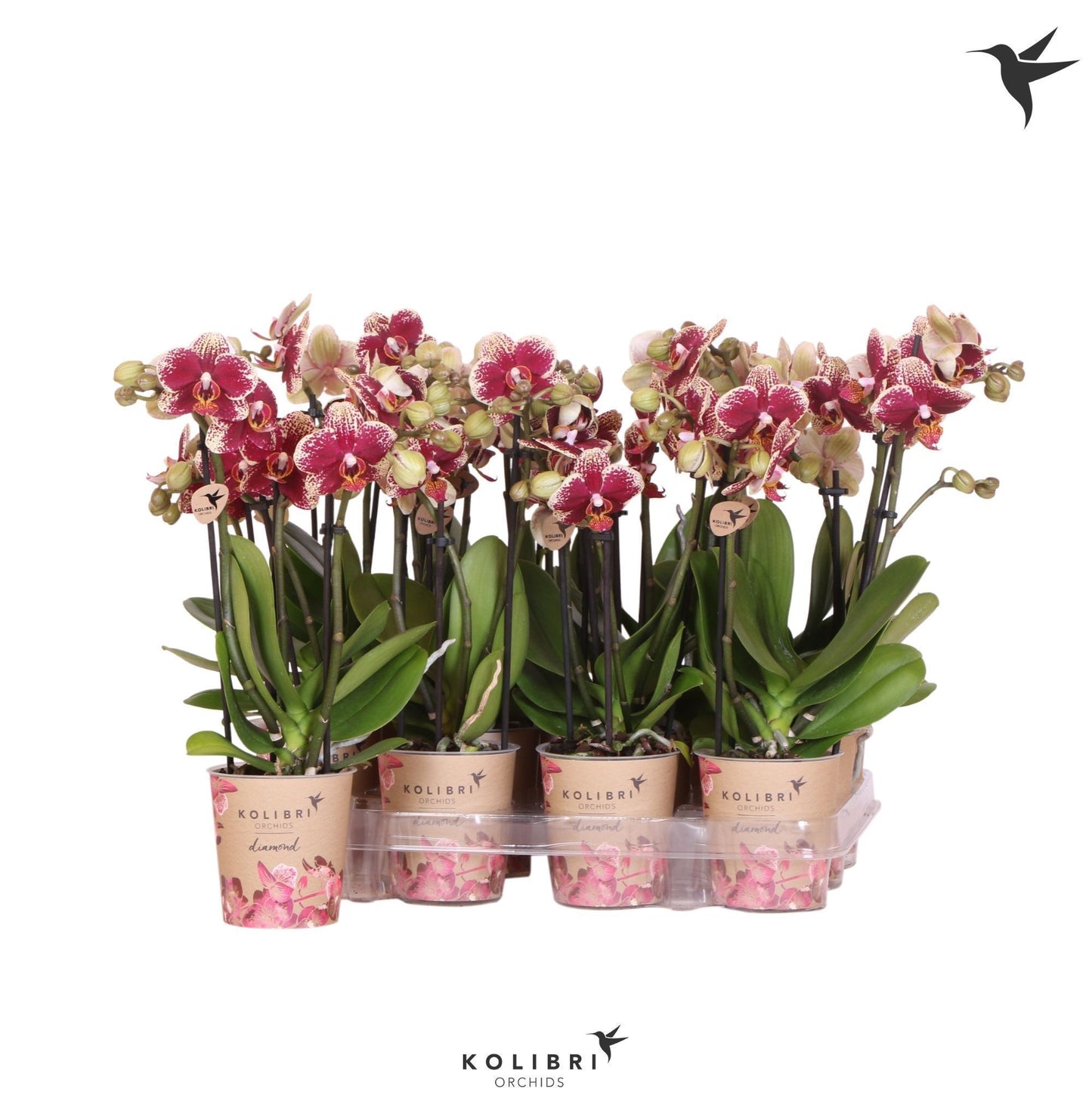 Kolibri Orchids Phalaenopsis Diamond 3 spike 40cm 9cm Pot