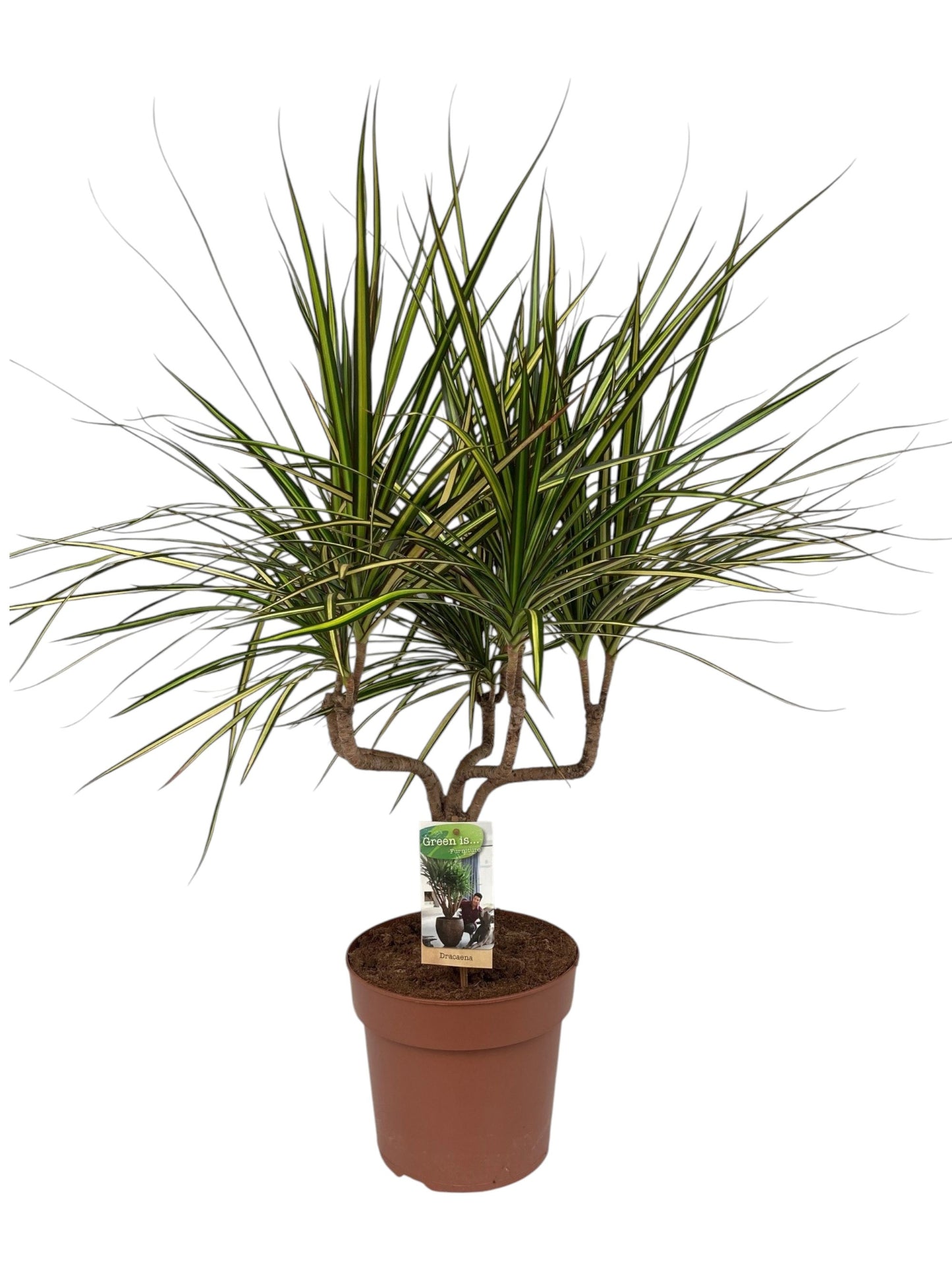 Dracaena Sunray 75cm 21cm Pot