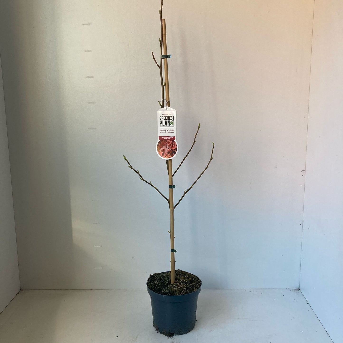 Liquidambar sty. Worplesdon 70cm 19cm Pot