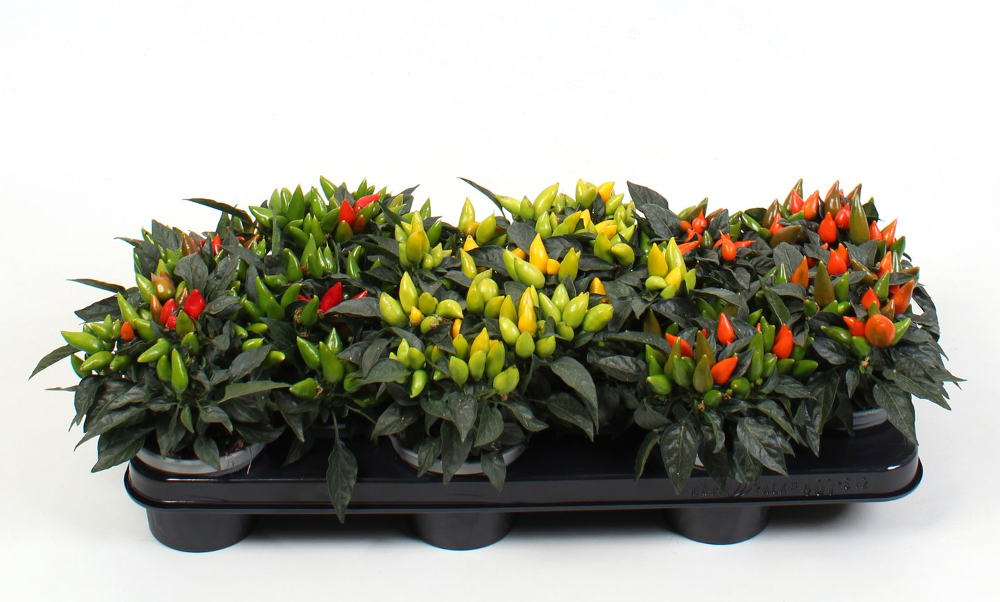 Capsicum ann. Salsa mix 18cm 510cm Pot