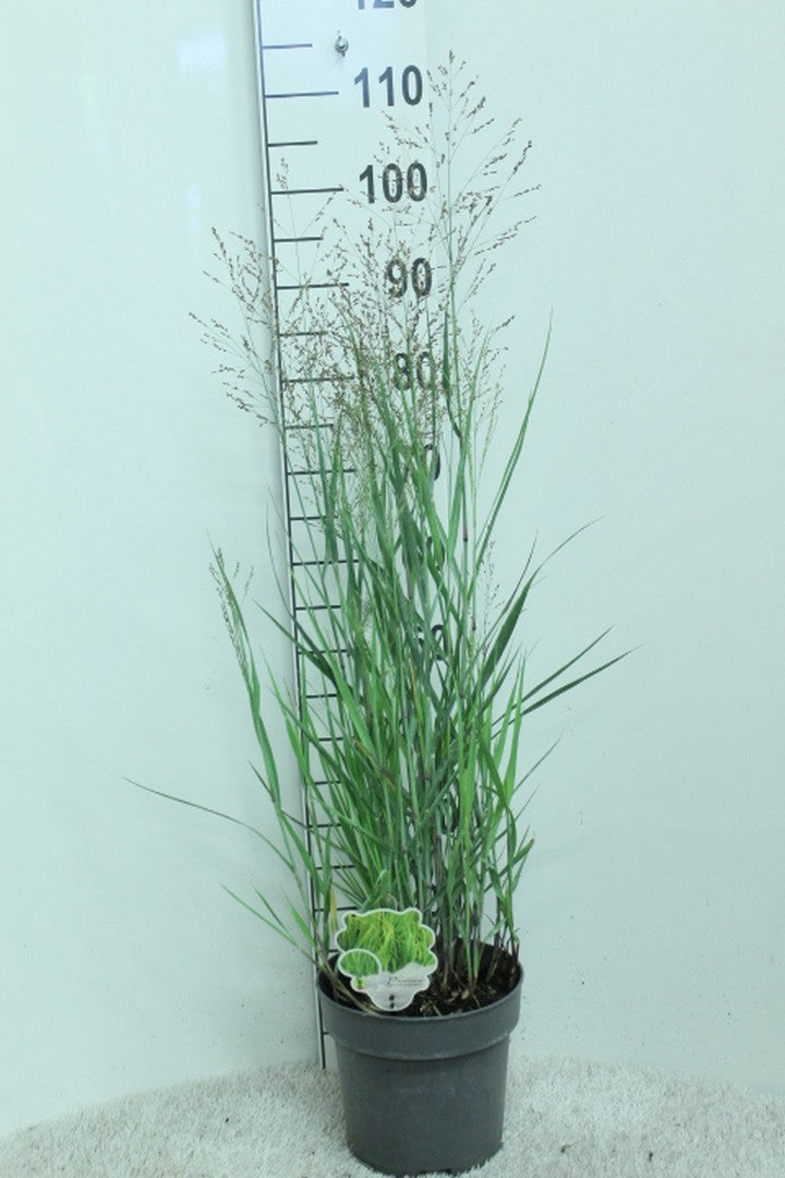 Panicum virgatum 120cm 23cm Pot