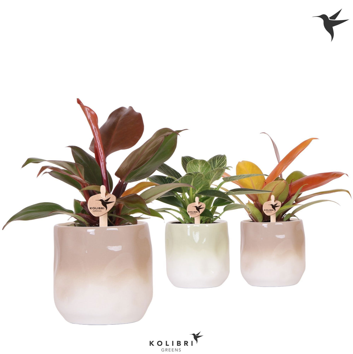 Philodendron mix (+ drp.ceramic) 20cm 9cm Pot