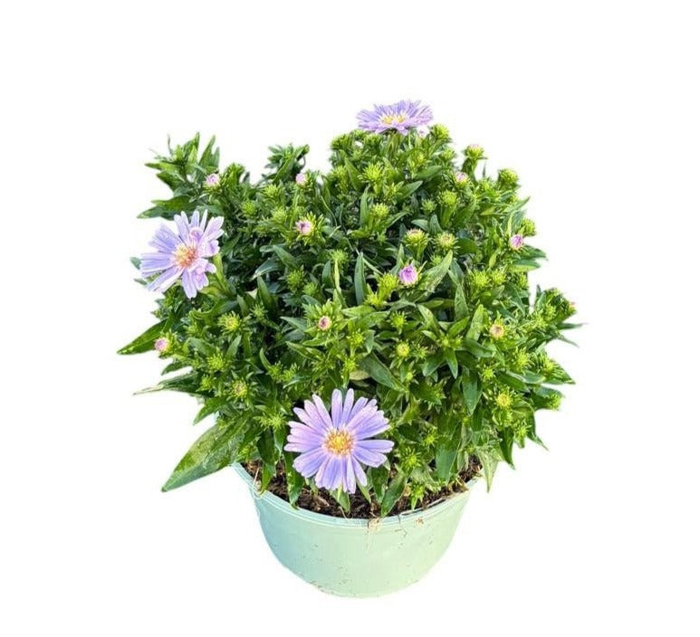 Aster nb. Henri I Purple 40cm 17cm Pot