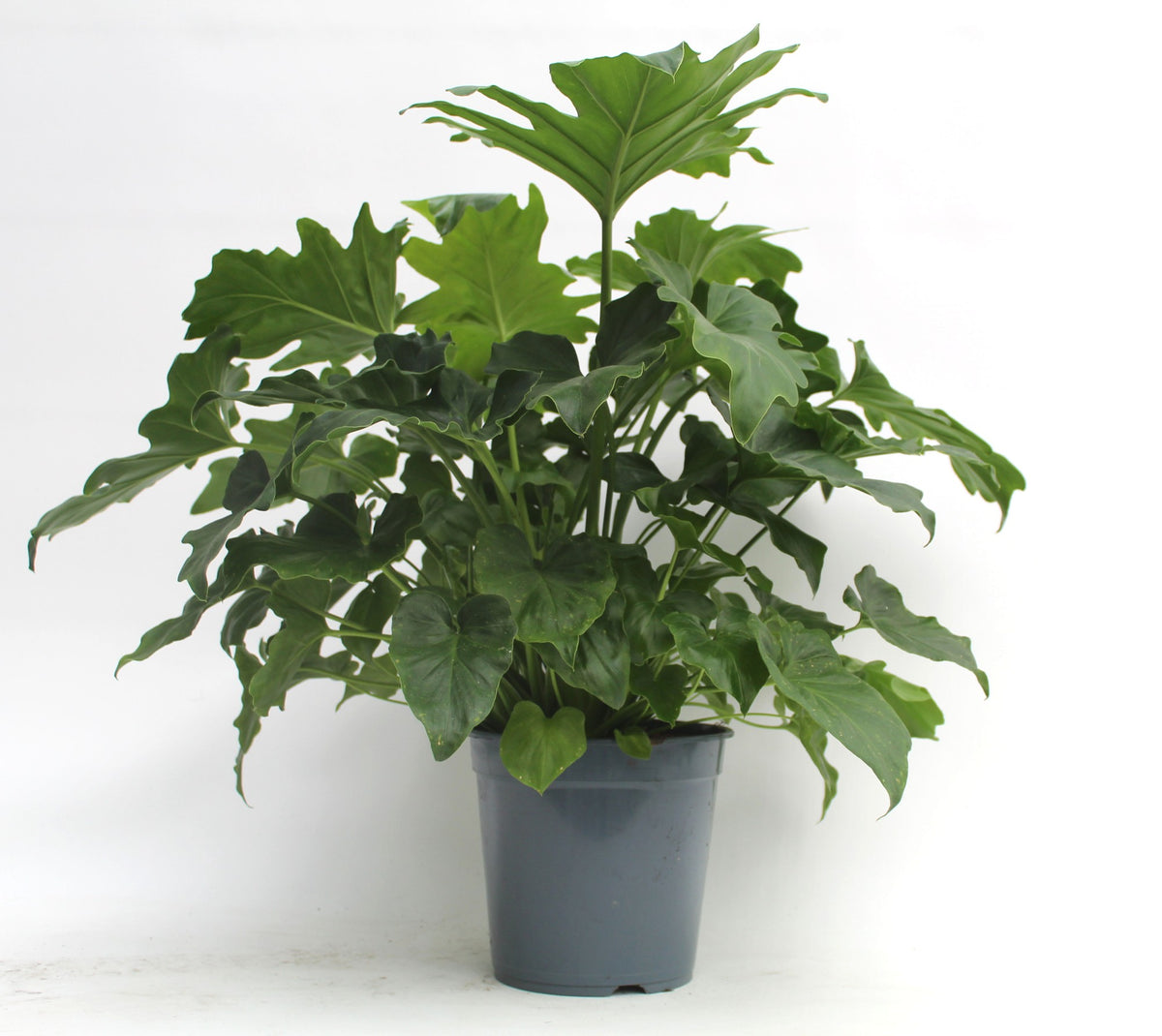 Philodendron scandens 85cm 21cm Pot