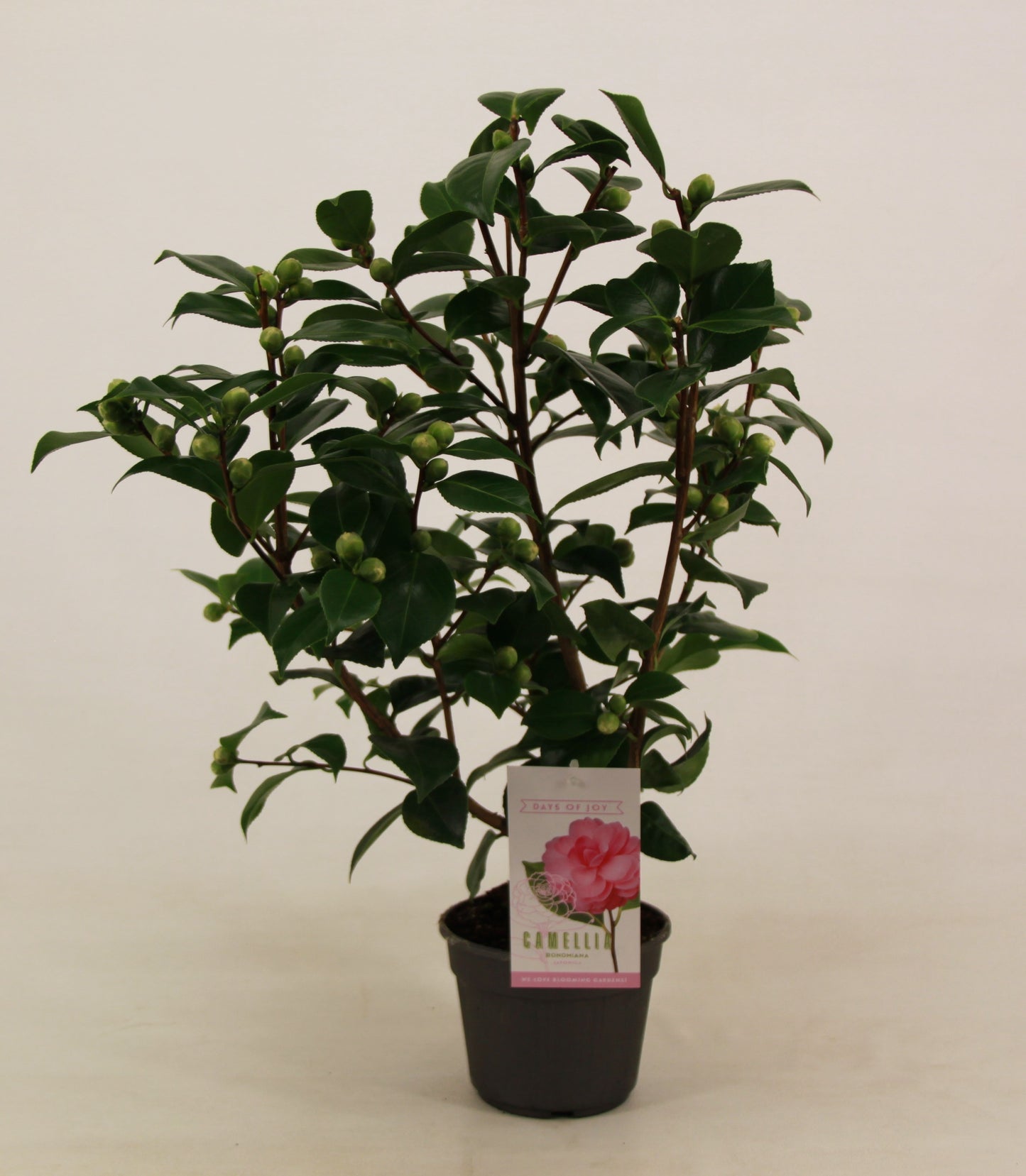 Valk BV Patioplant Camellia japonica Pack of 6