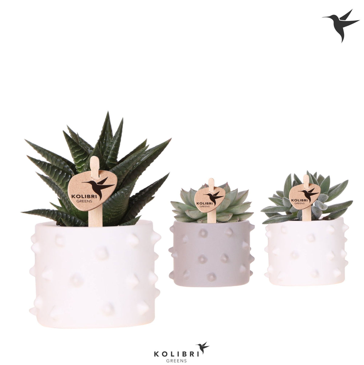 Succulent mix 12cm 6cm Pot
