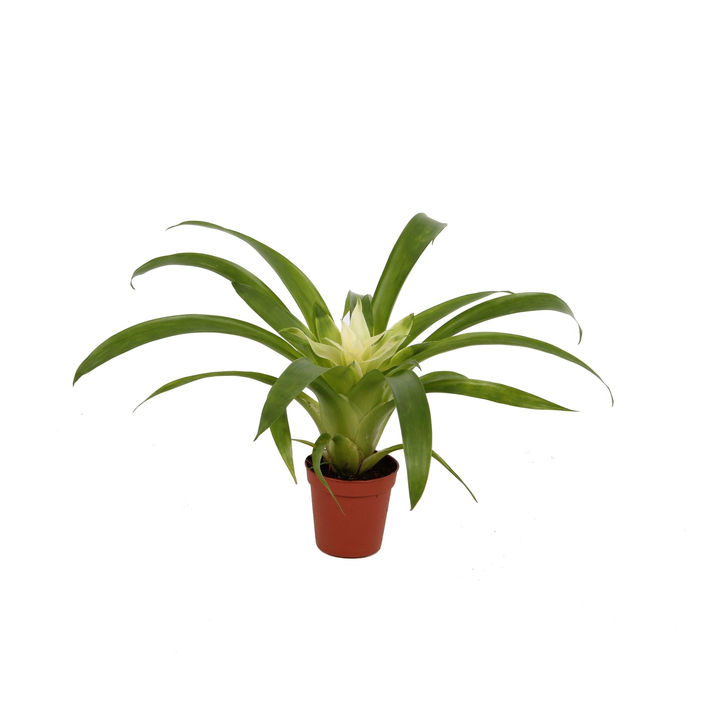 Guzmania Evelien 20cm 7cm Pot