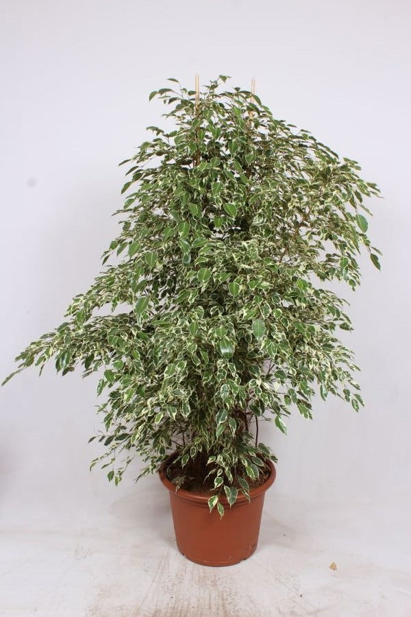 Ficus benjimina Twilight 190cm 50cm Pot