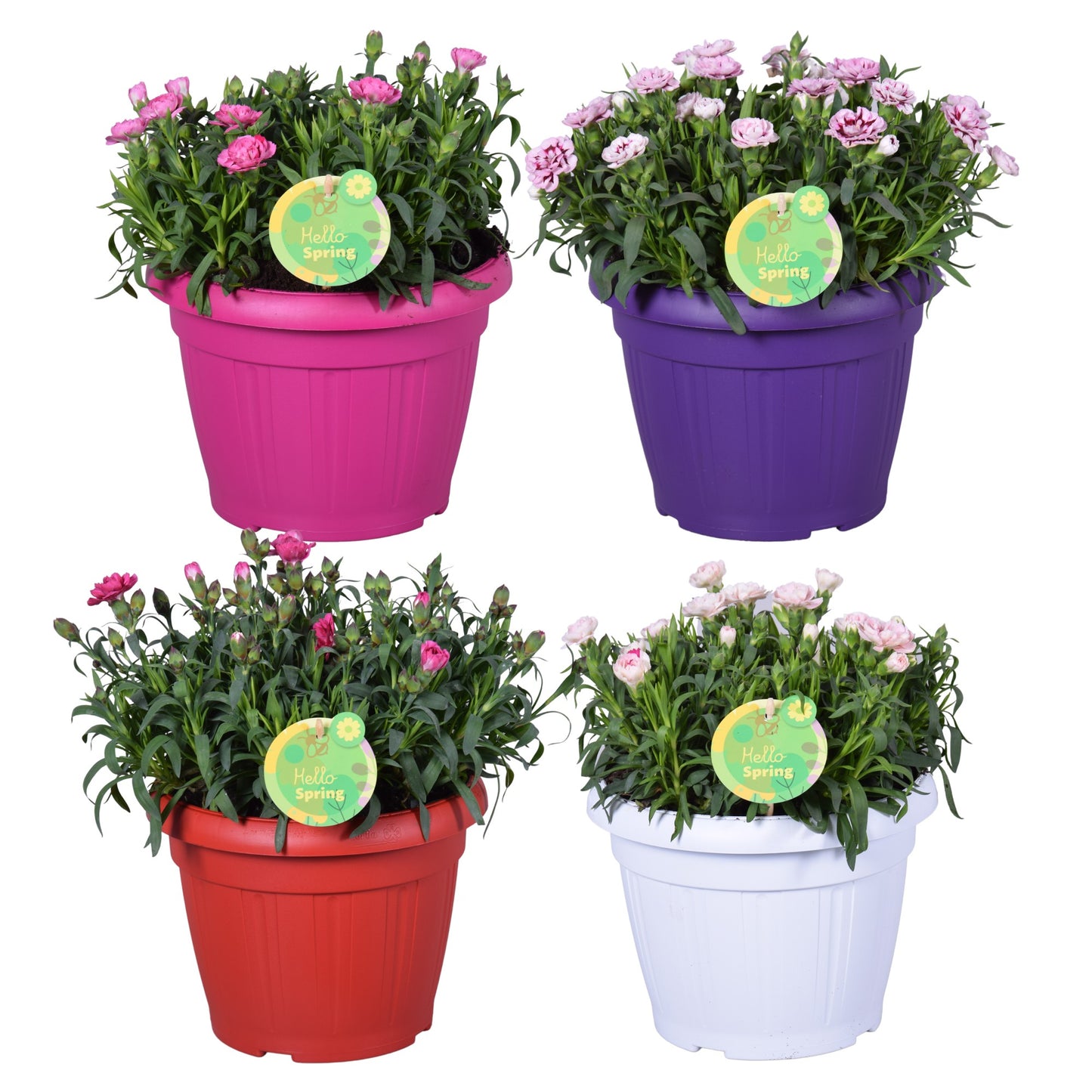 Dianthus Oscar 32cm 22cm Pot