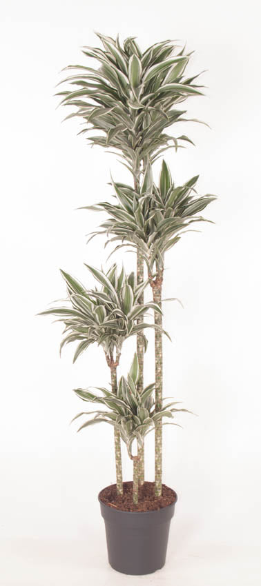 Dracaena fragrans White Jewel 170cm 27cm Pot