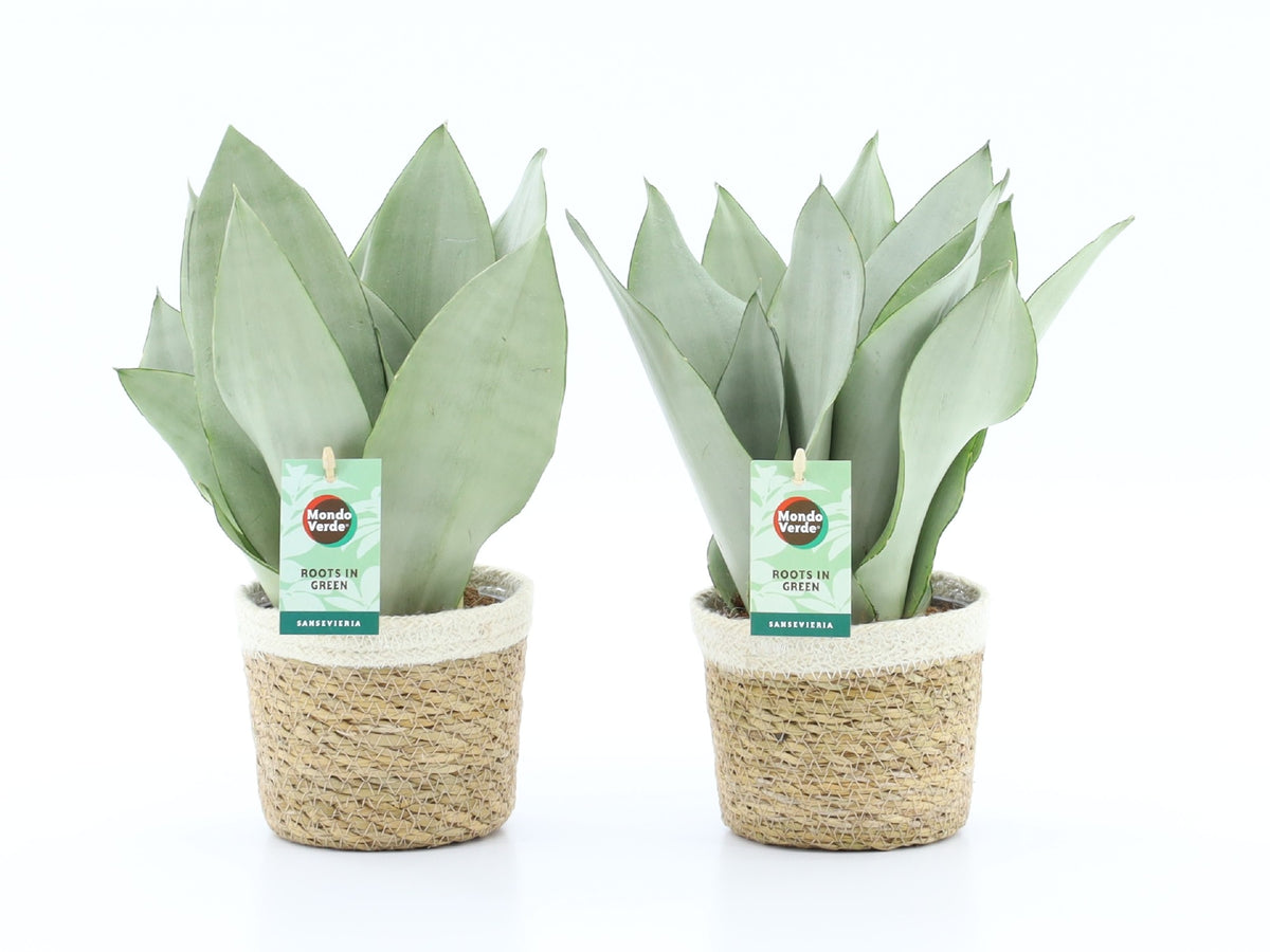 Sansevieria Moonshine 35cm 14cm Pot
