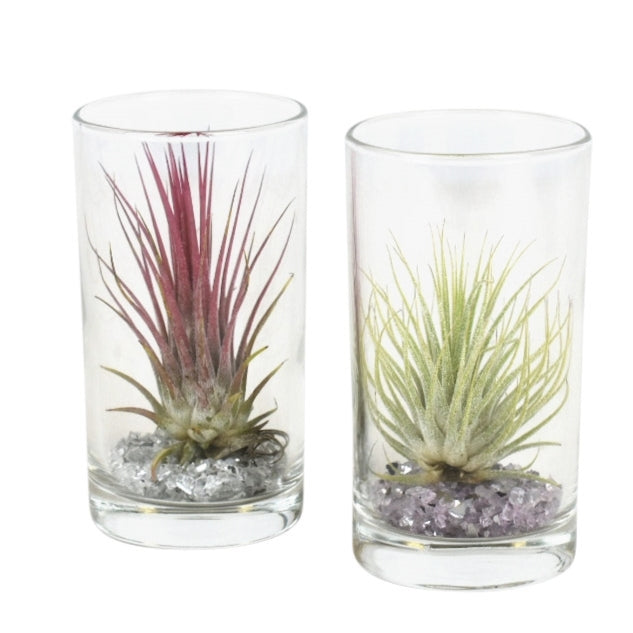 Tillandsia cyanea 10cm 6cm Pot