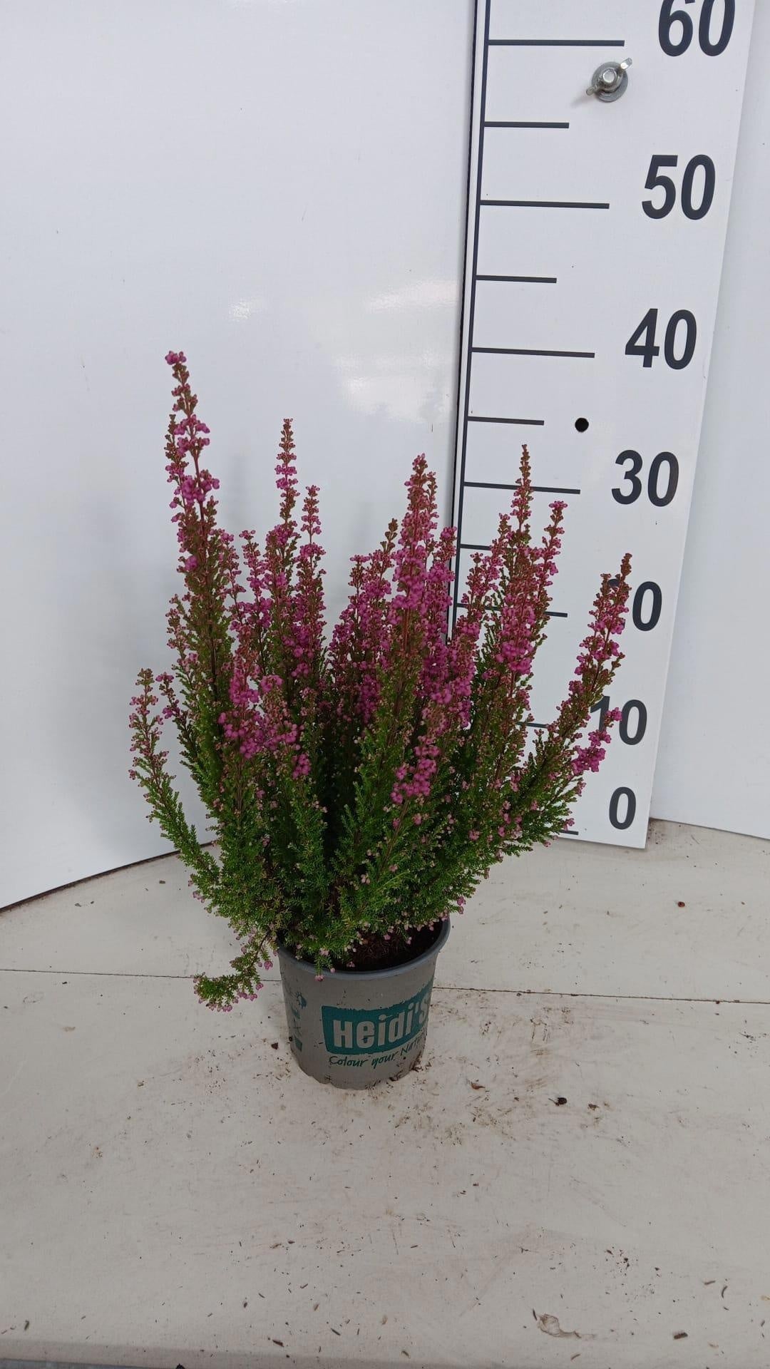 Erica gr. Heidi´s Arielle 35cm 12cm Pot
