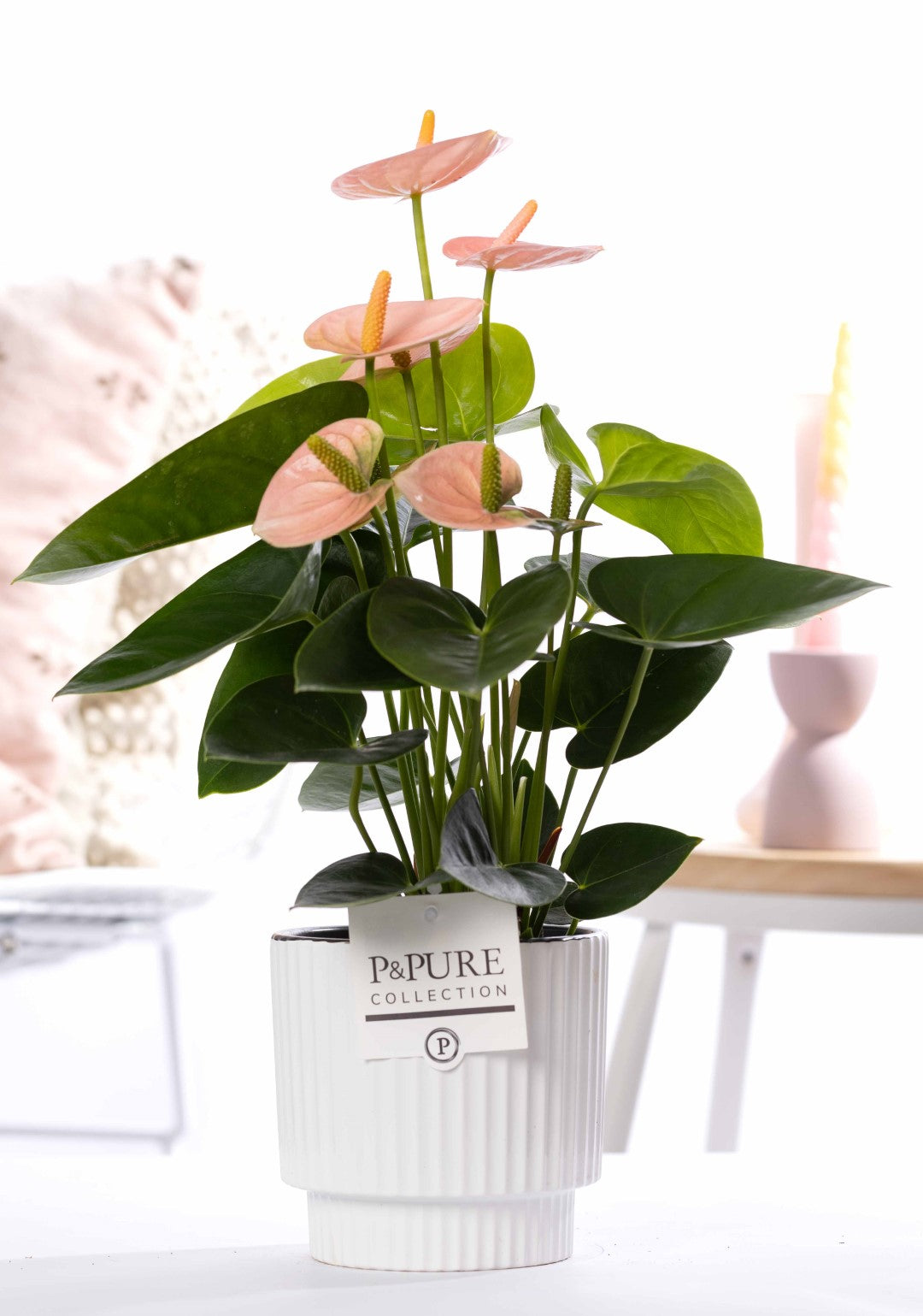 Anthurium andraeanum 45cm 12cm Pot
