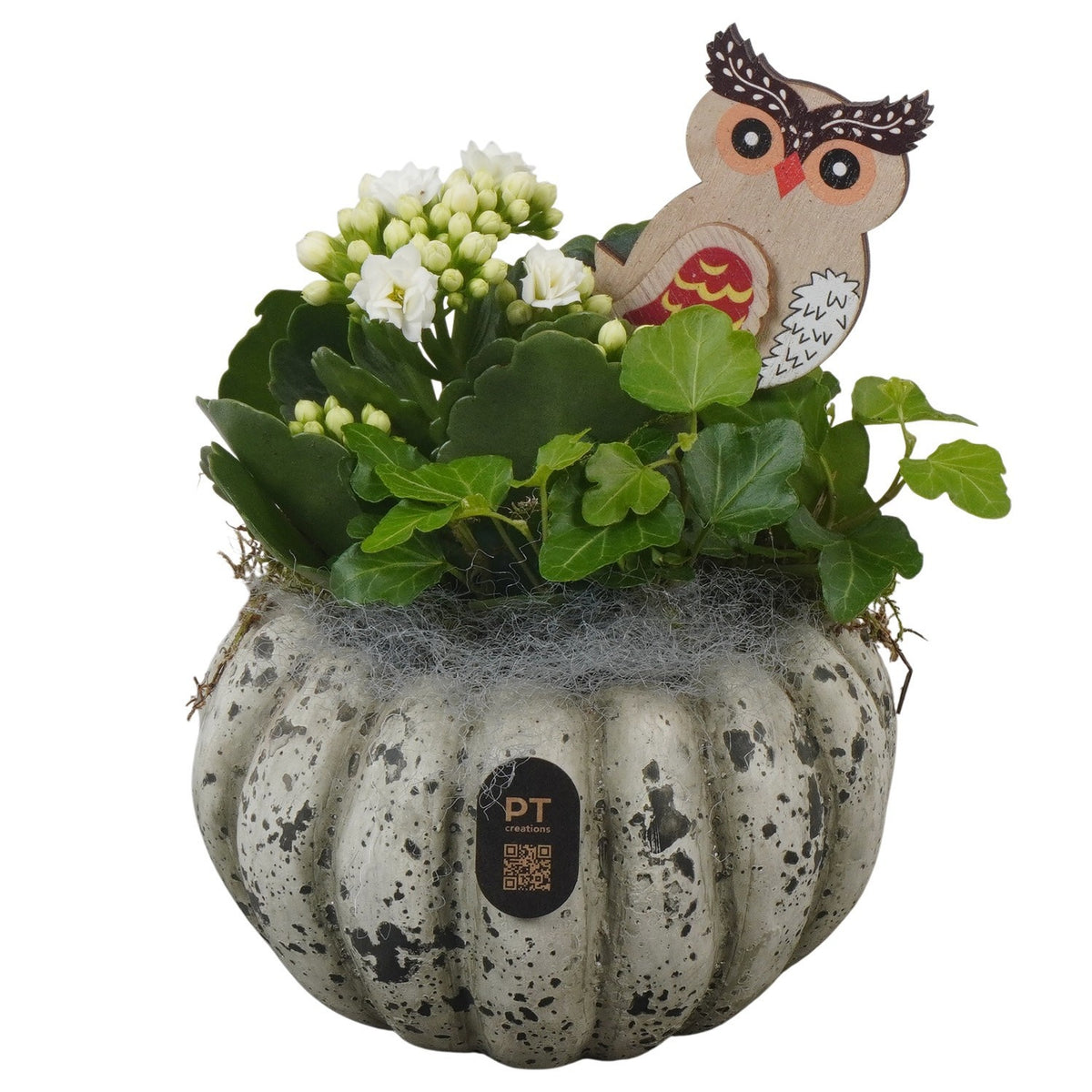 Indoor arrangement 18cm 14cm Pot