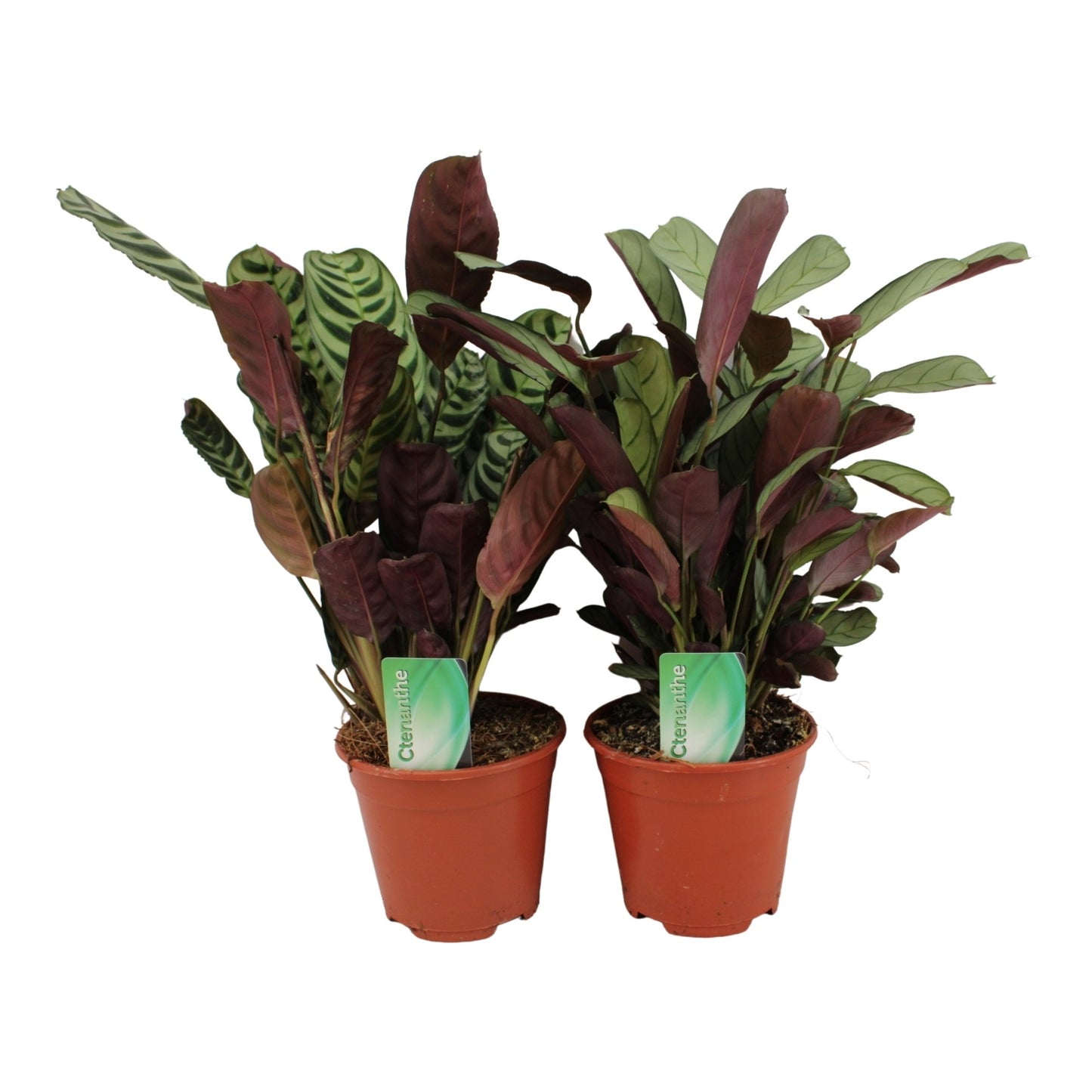 Ctenanthe Hybrid 30cm 14cm Pot
