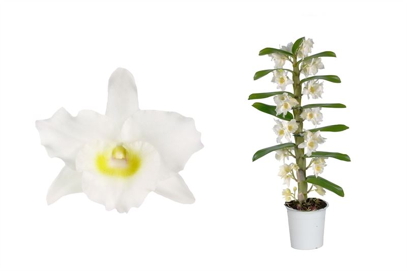 Dendrobium Apollon 40cm 12cm Pot