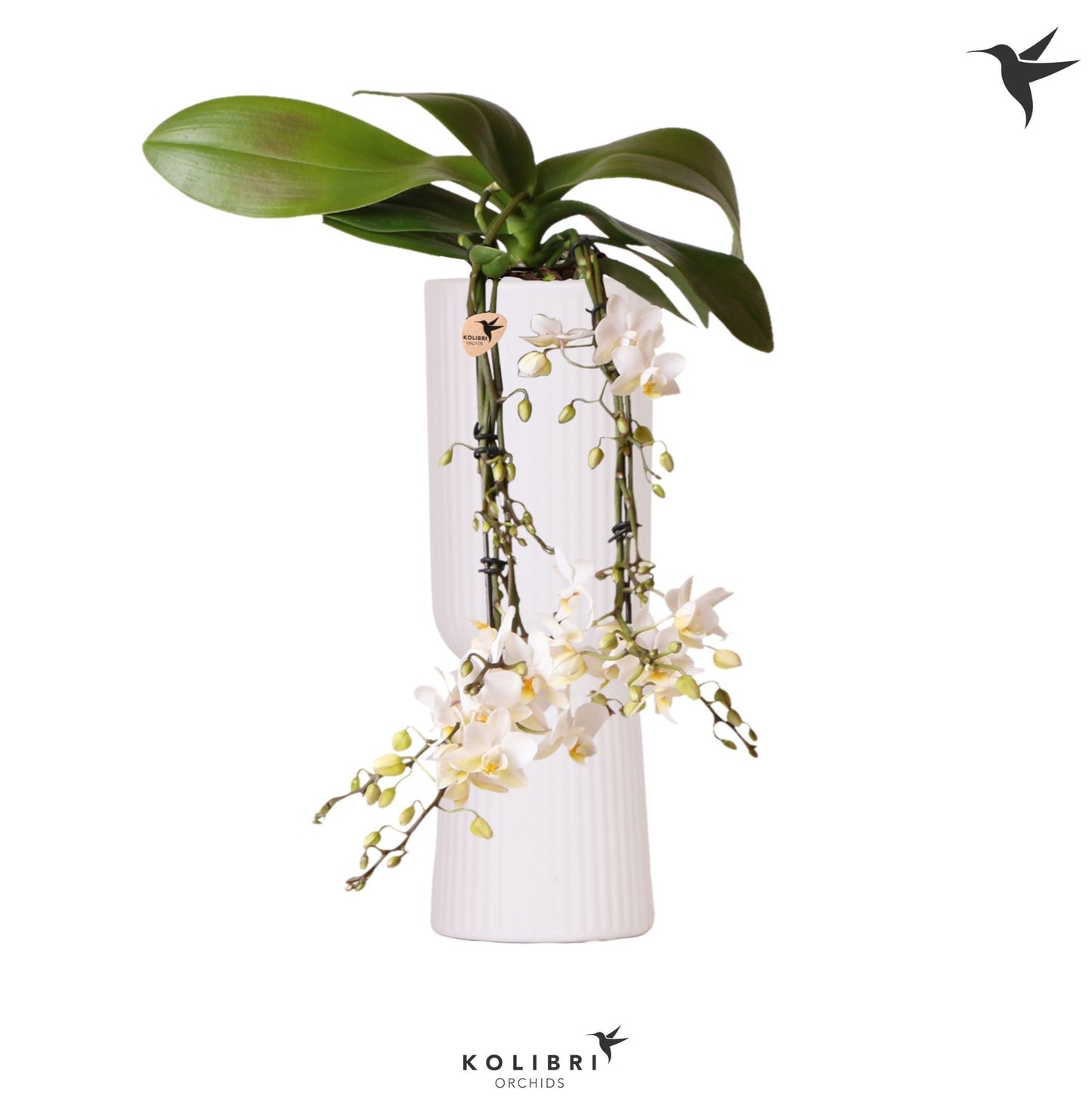 Phalaenopsis mf. Treviso (+ drp.ceramic) 40cm 9cm Pot