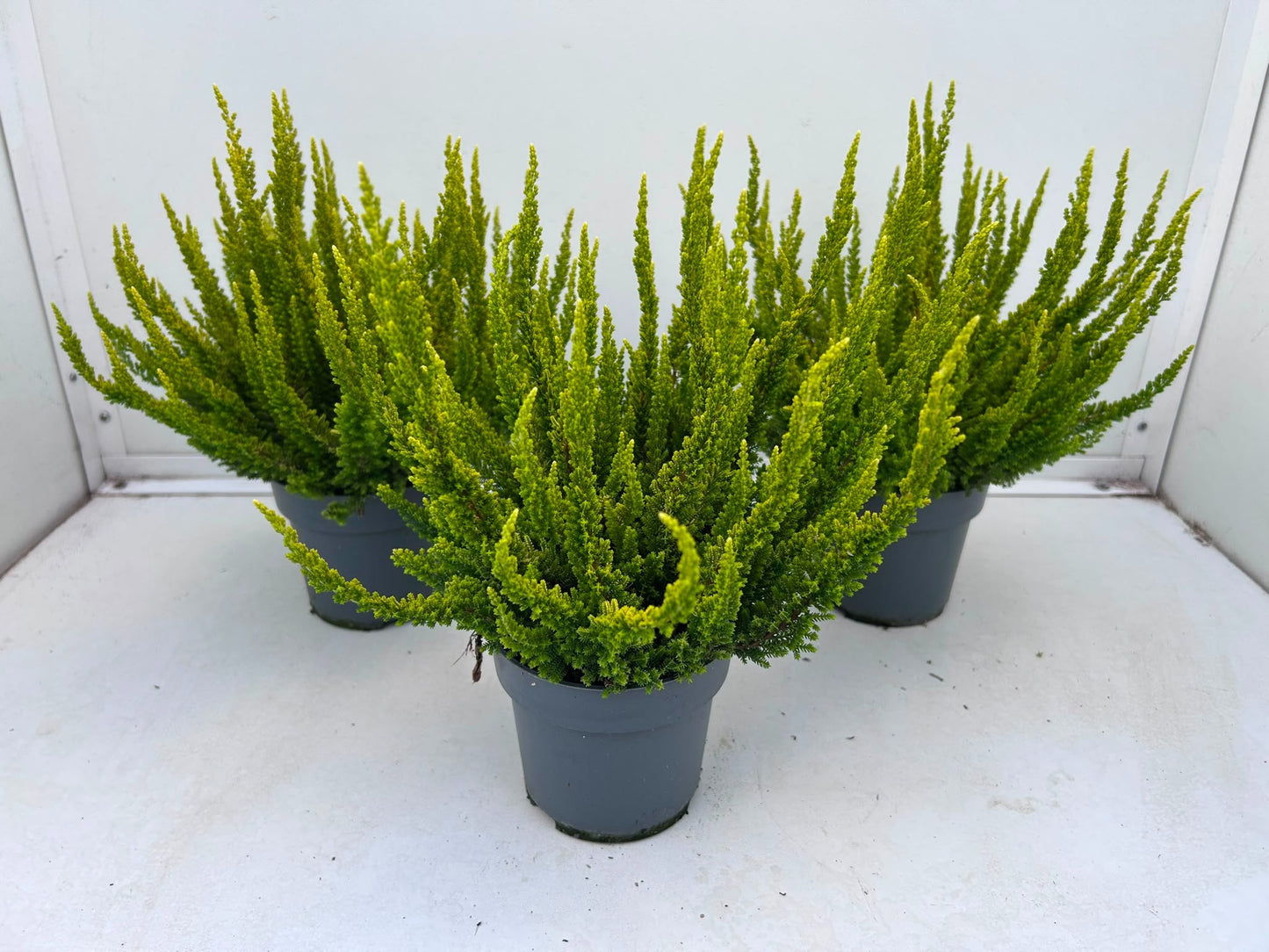 Gartenbau Janshen Gbr Calluna Skyline Barcelona Pack of 10
