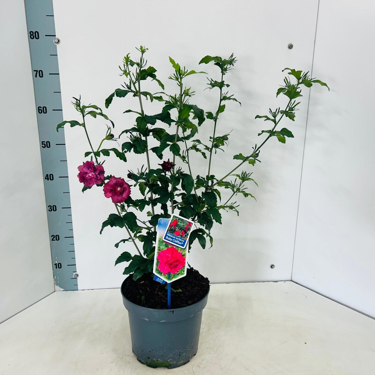 Hibiscus syriacus mix 75cm 23cm Pot