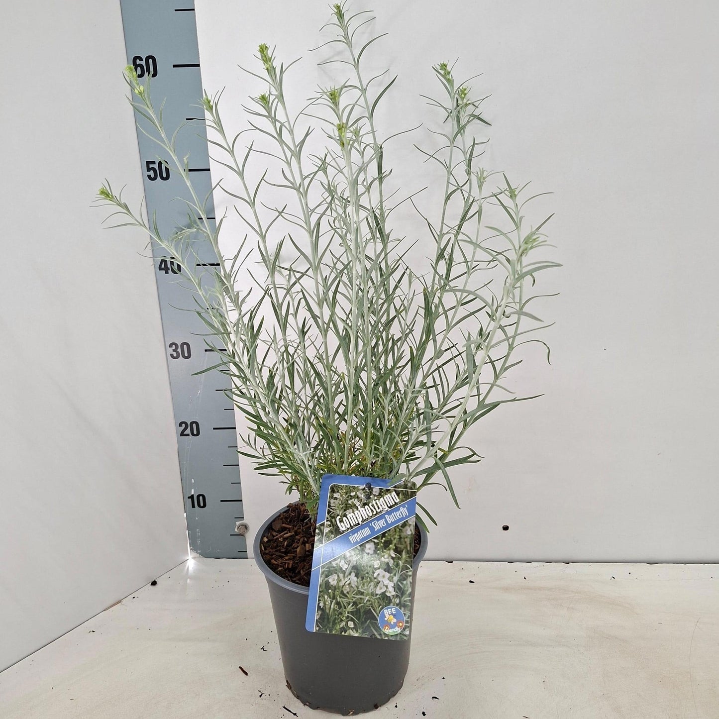 Gomphostigma vir. Silver Butterfly 60cm 17cm Pot