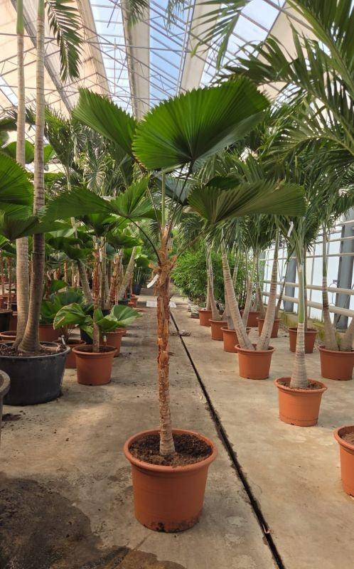 Licuala grandis 250cm 55cm Pot