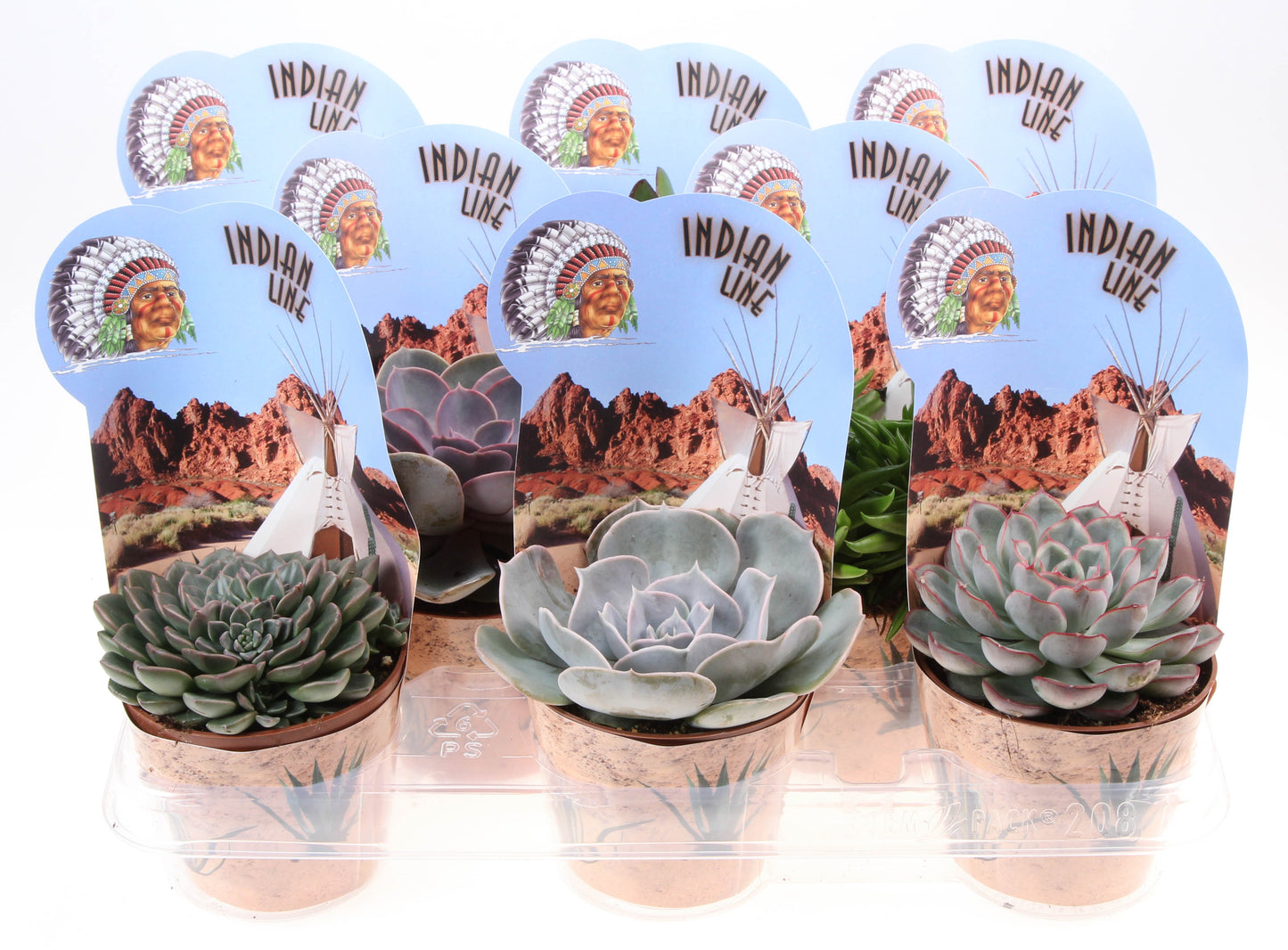 Potcover indian line succulenten mix 12cm 10.5cm Pot