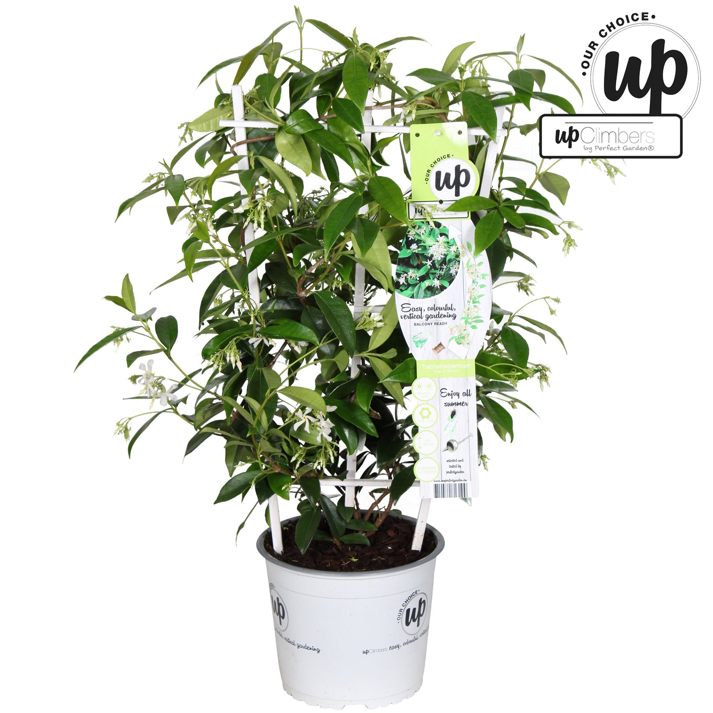 Trachelospermum jas. Star of Venice 70cm 19cm Pot