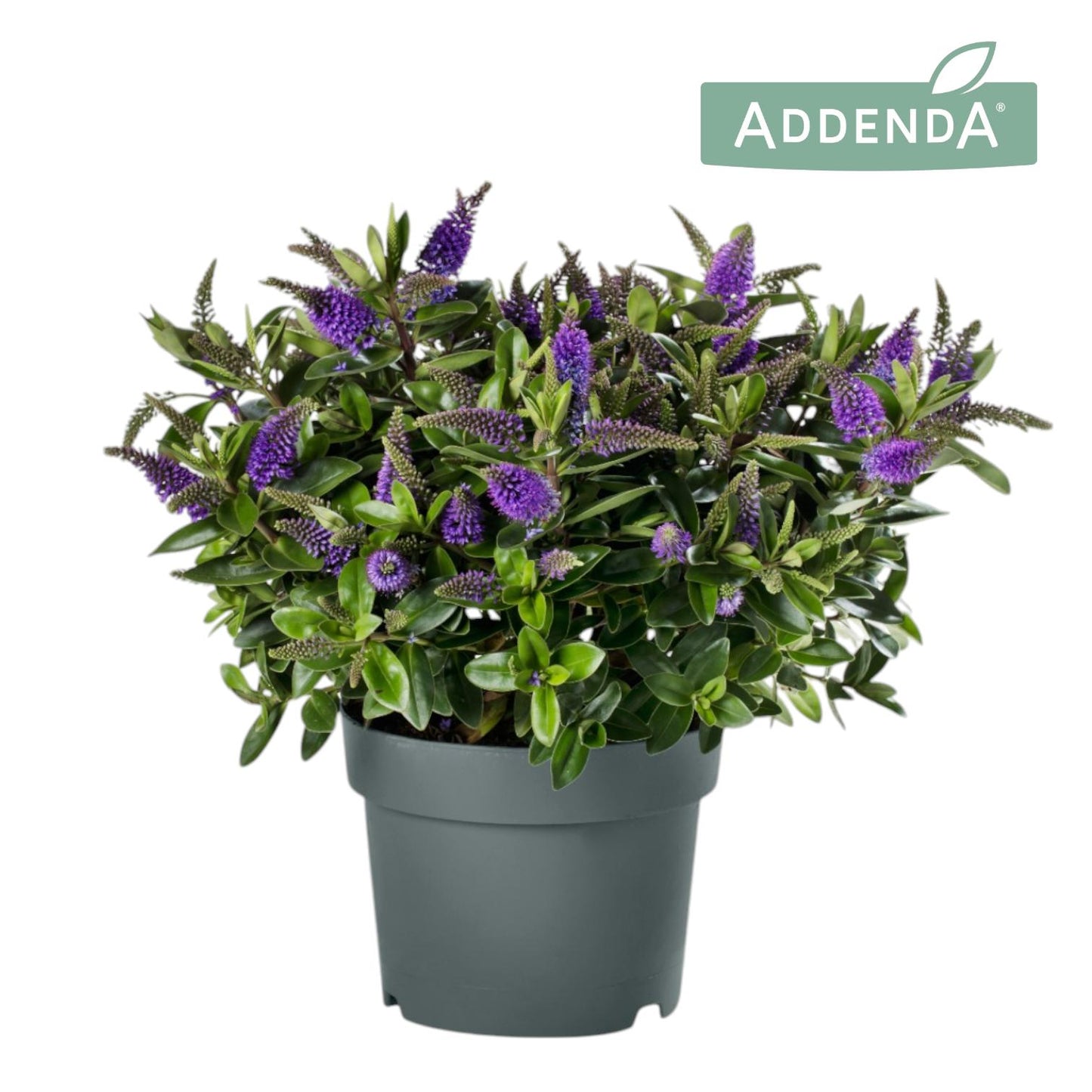 Hebe Hebedonna Anna 35cm 19cm Pot