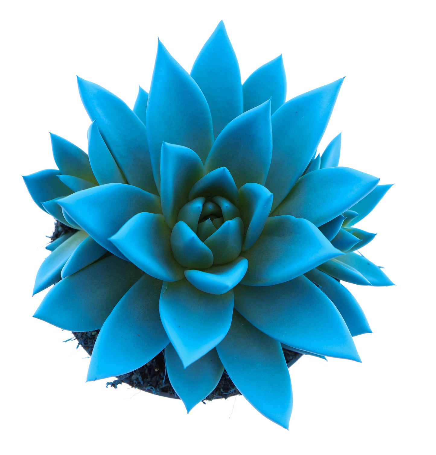 Rainbow sky blue 12cm 510cm Pot