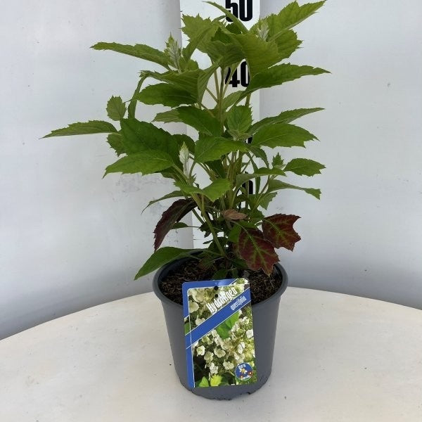 Hydrangea quercifolia 50cm 19cm Pot