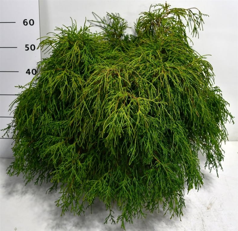 Chamaecyparis Filifera Nana 60cm 32cm Pot