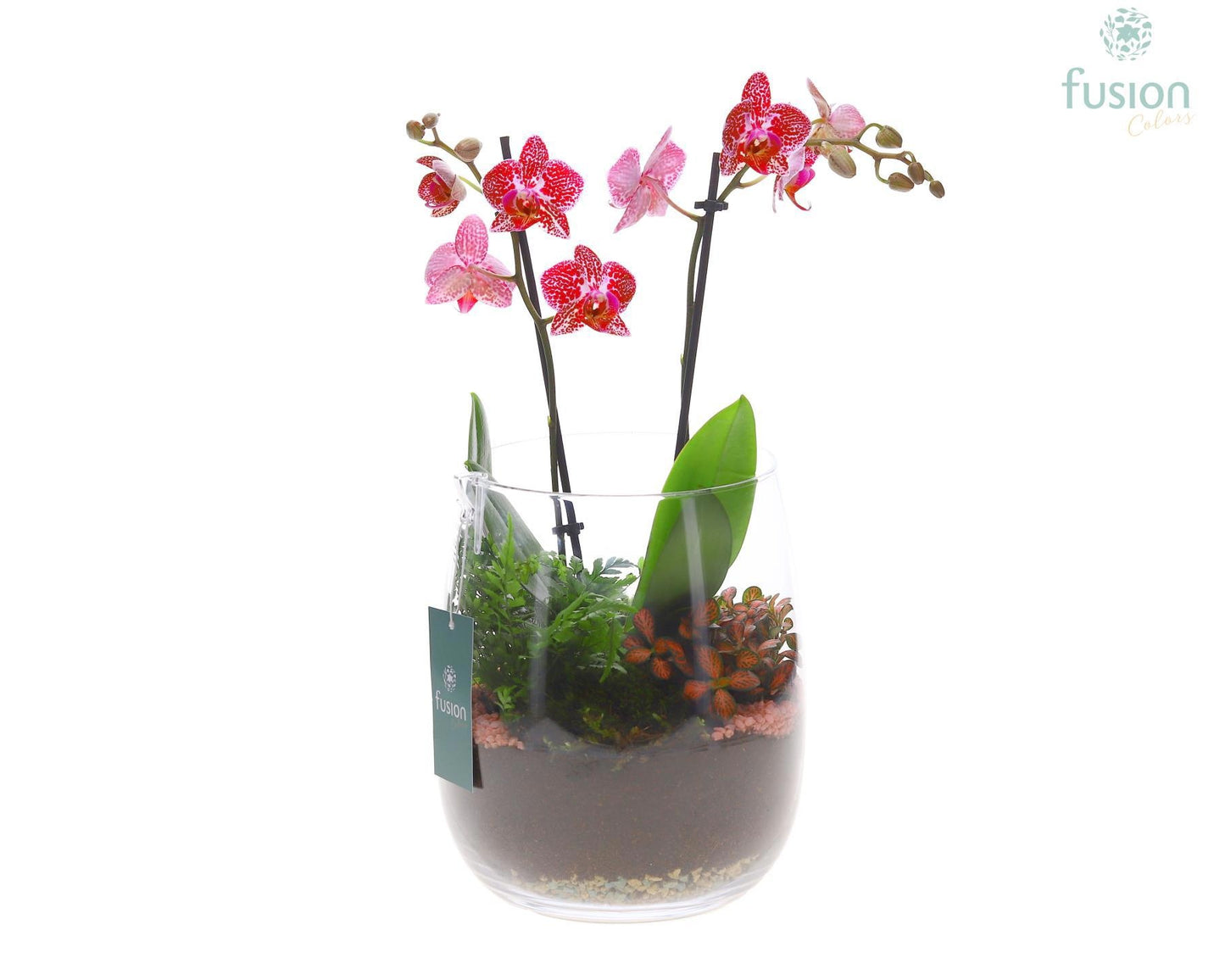Glas Alzada groot met Phalaneopsis arrangement 3pp 43cm 20cm Pot