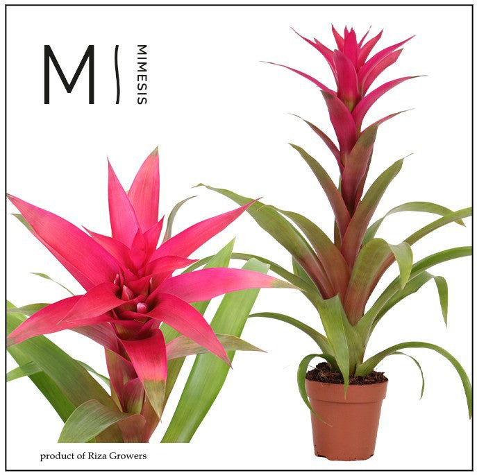 Guzmania Voila 48cm 12cm Pot