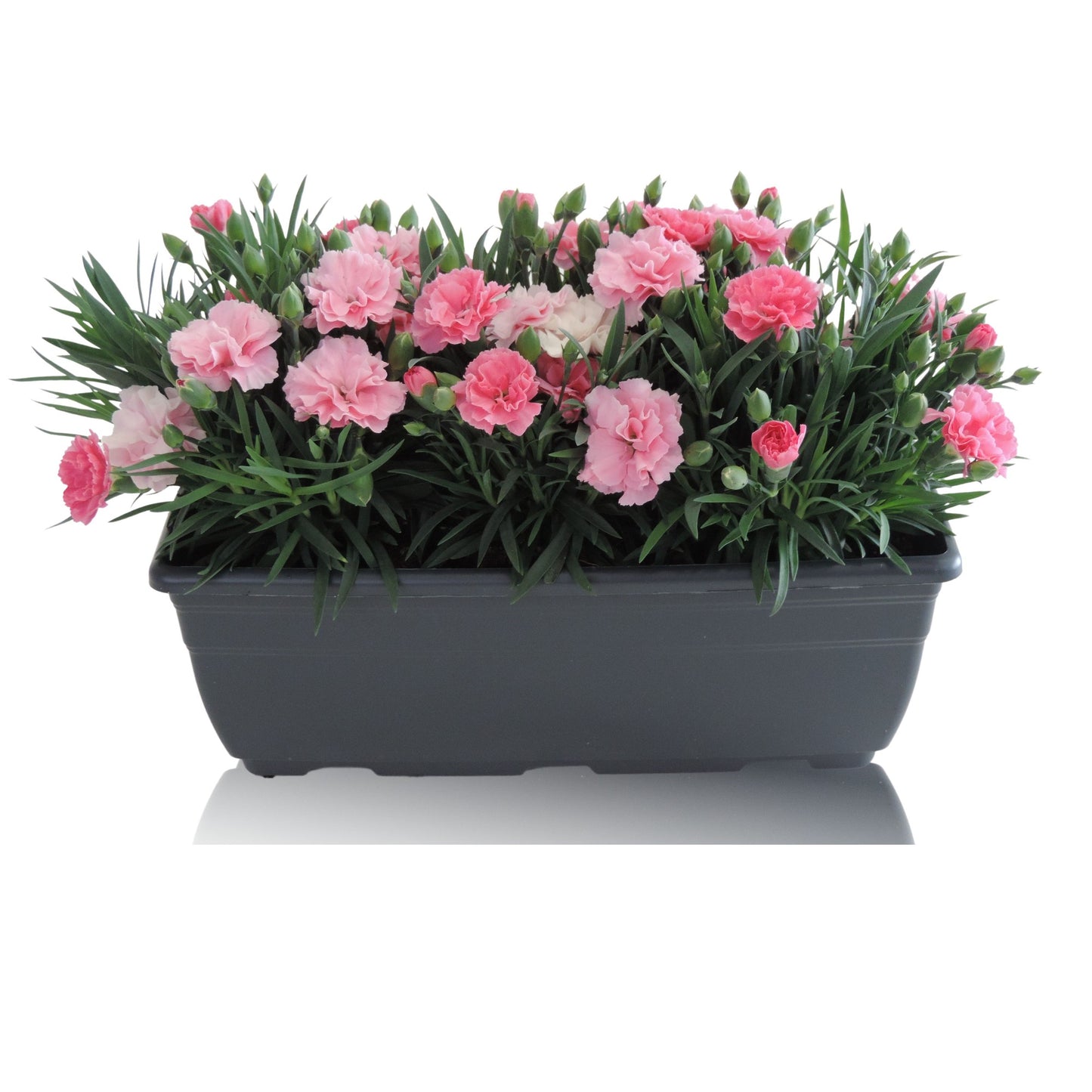 Dianthus I Love U 25cm 27cm Pot