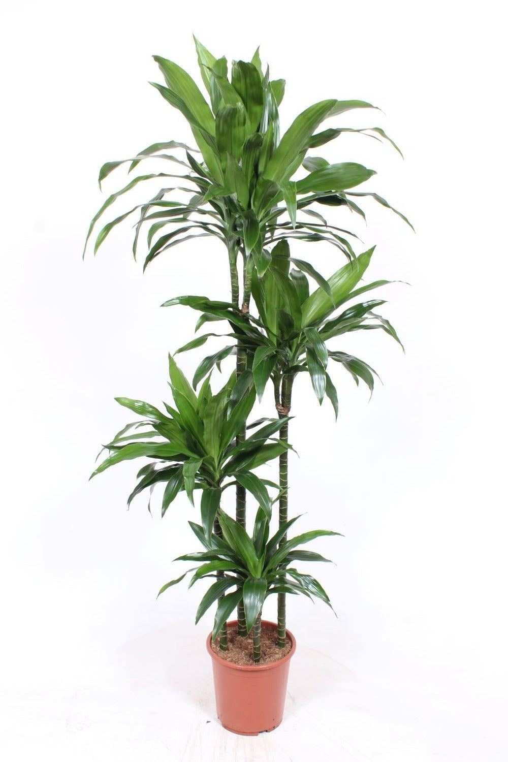 Dracaena fragrans Janet Craig 200cm 27cm Pot