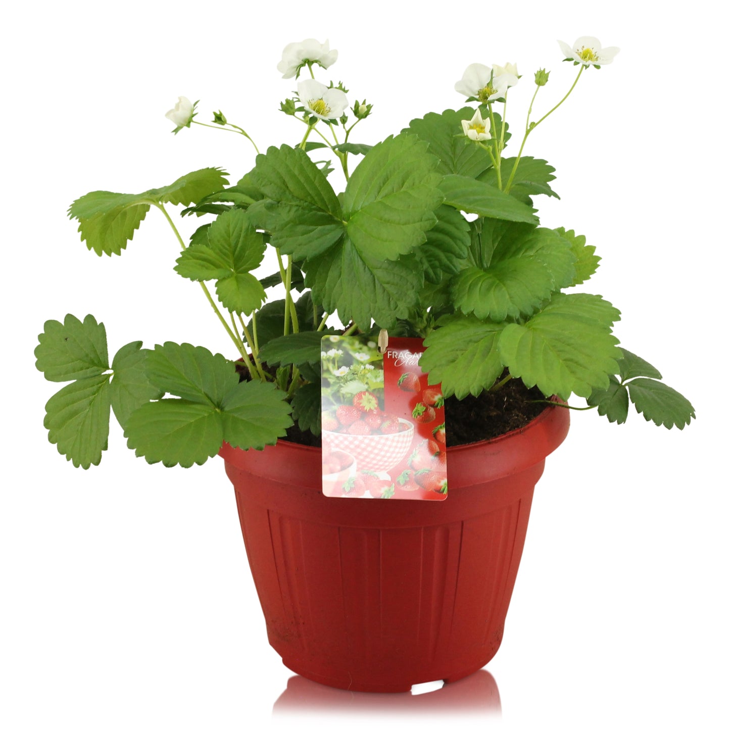 Fragaria ana. Beltran 25cm 22cm Pot
