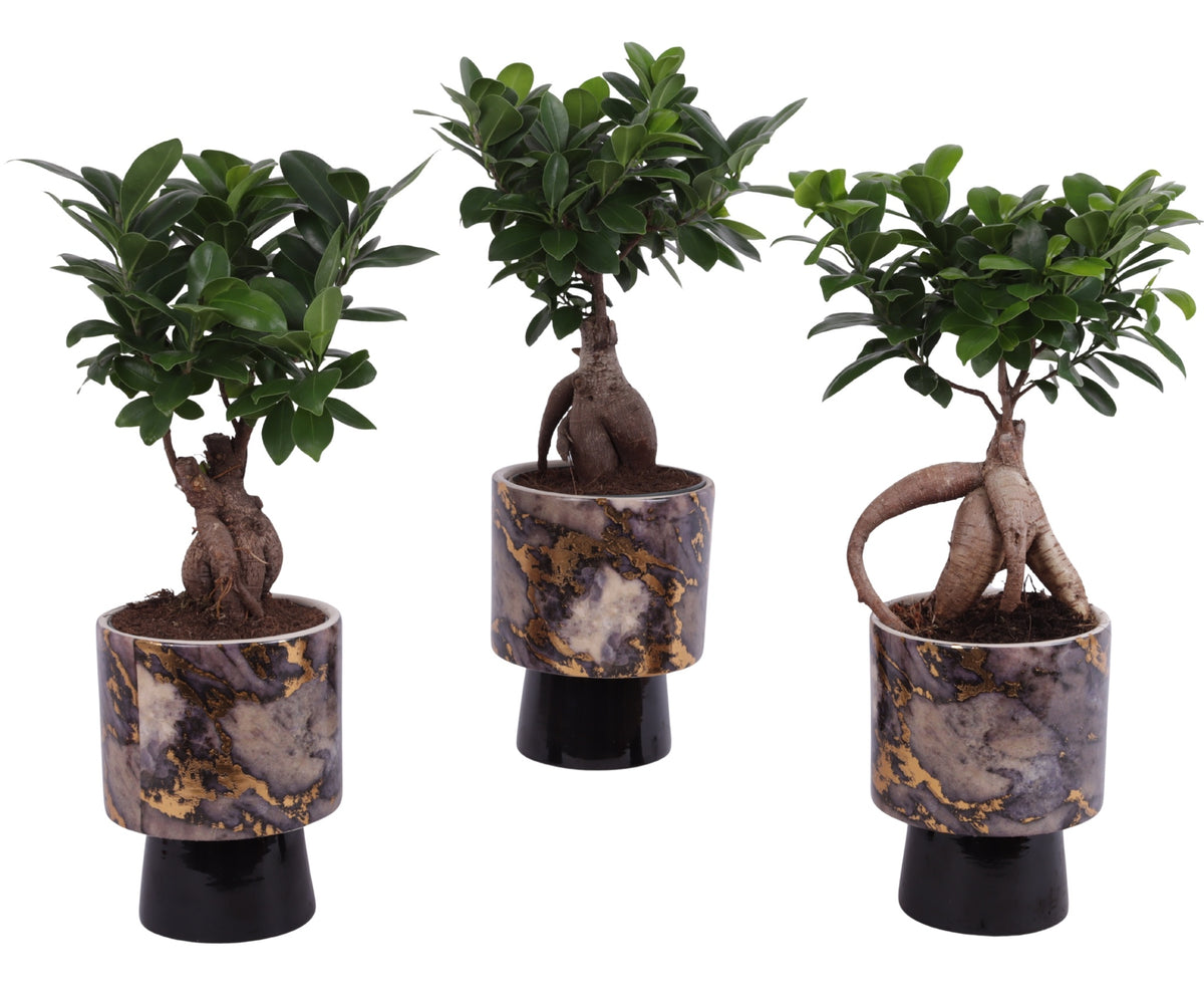 Ficus Ginseng 35cm 14cm Pot