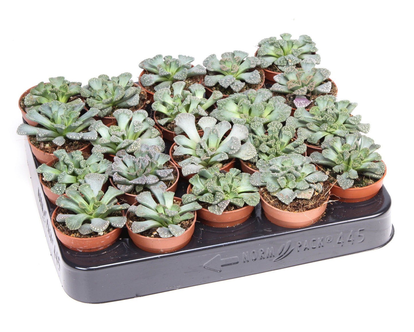 Titanopsis calcarea 6cm 5.5cm Pot