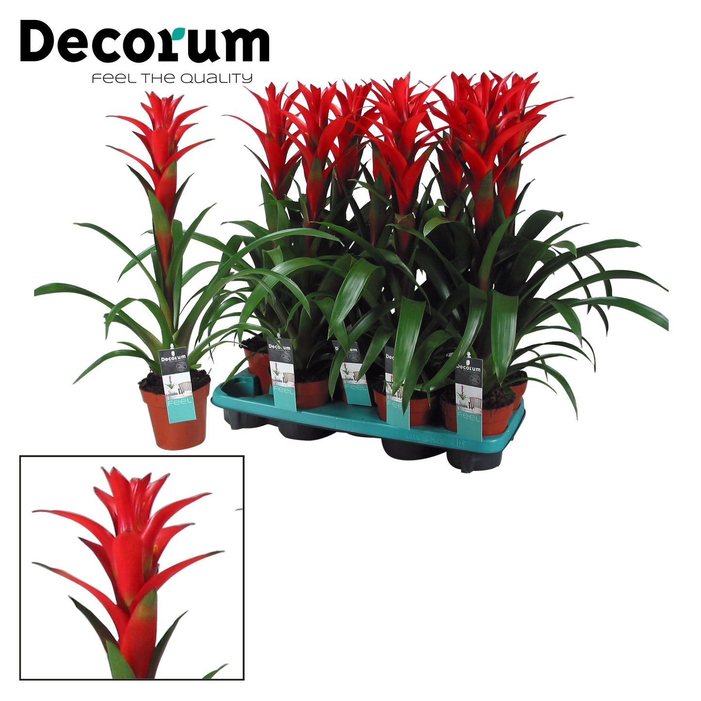 JungleStar BV Guzmania Ostara Pack of 9