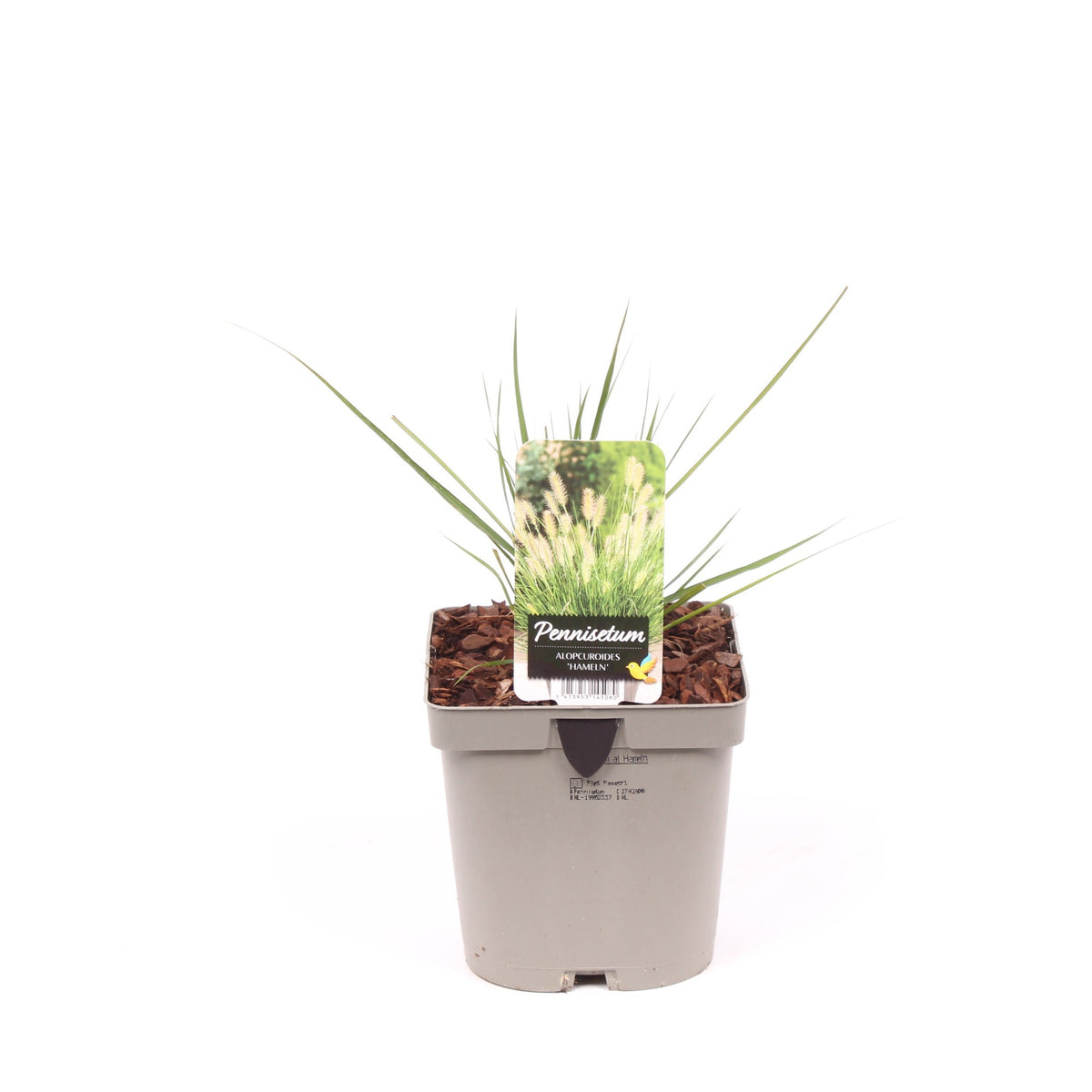 Vredebest, Kwekerij Pennisetum Hameln Pack of 6