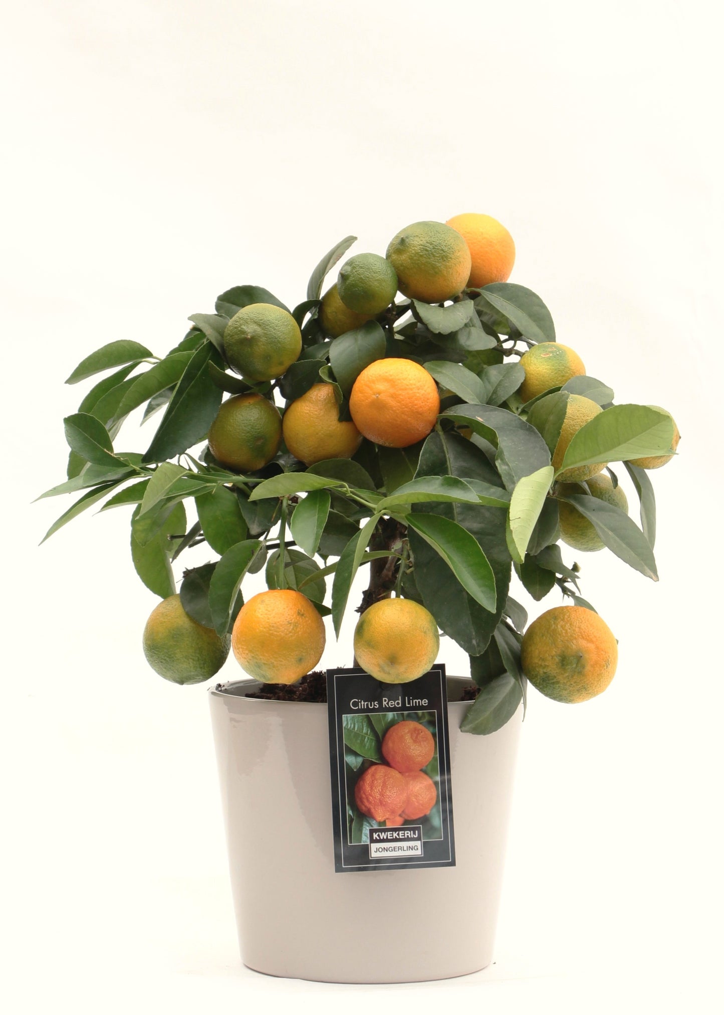 Jongerling, Kwekerij Citrus Red Lime standard Pack of 6