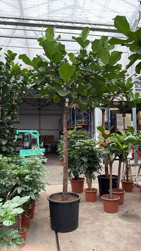 Ficus lyrata 400cm 70cm Pot
