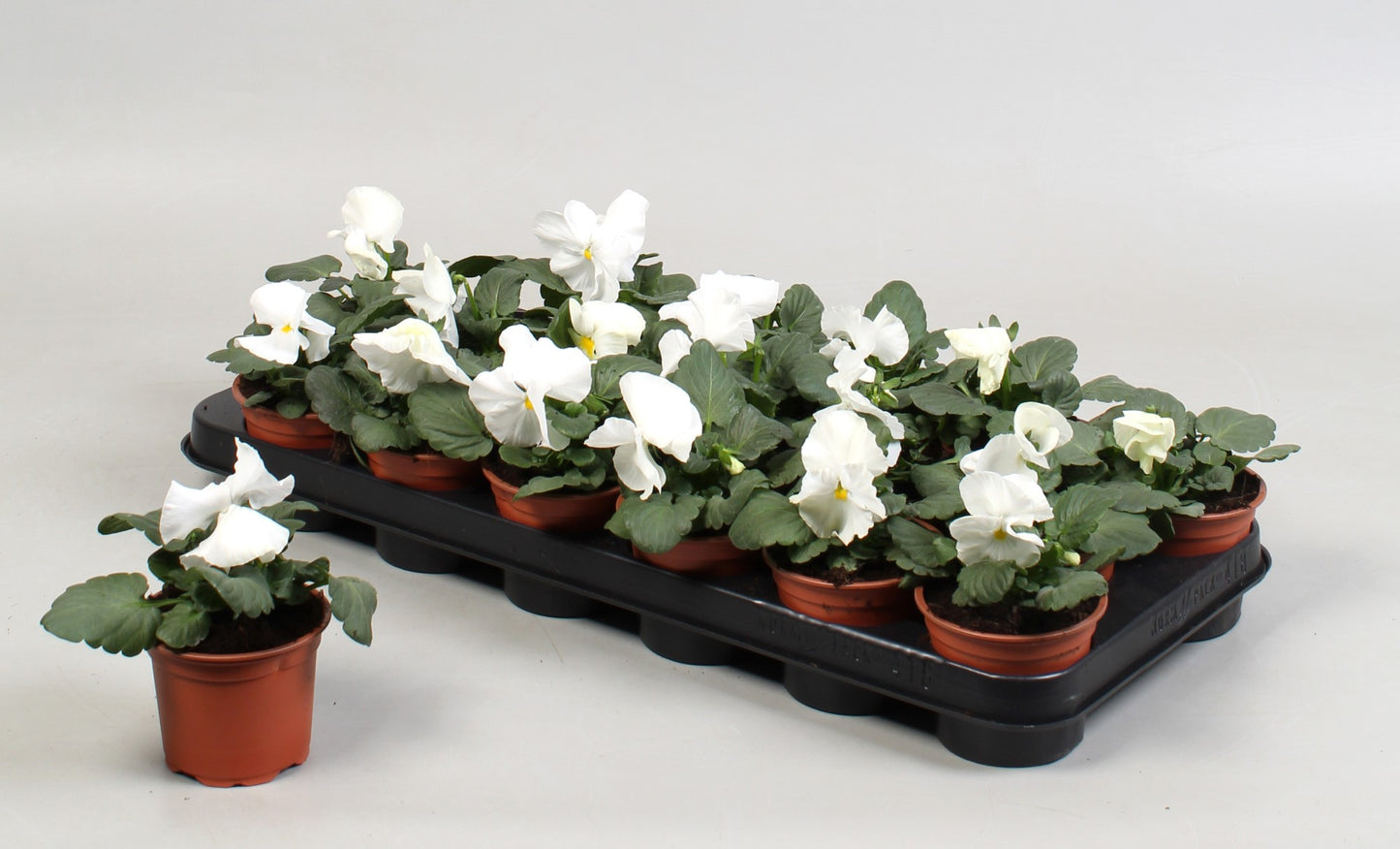 Viola Delta Pure White 15cm 9cm Pot