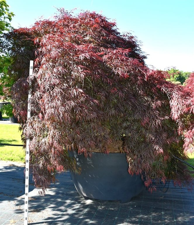Acer Garnet 270cm 140cm Pot