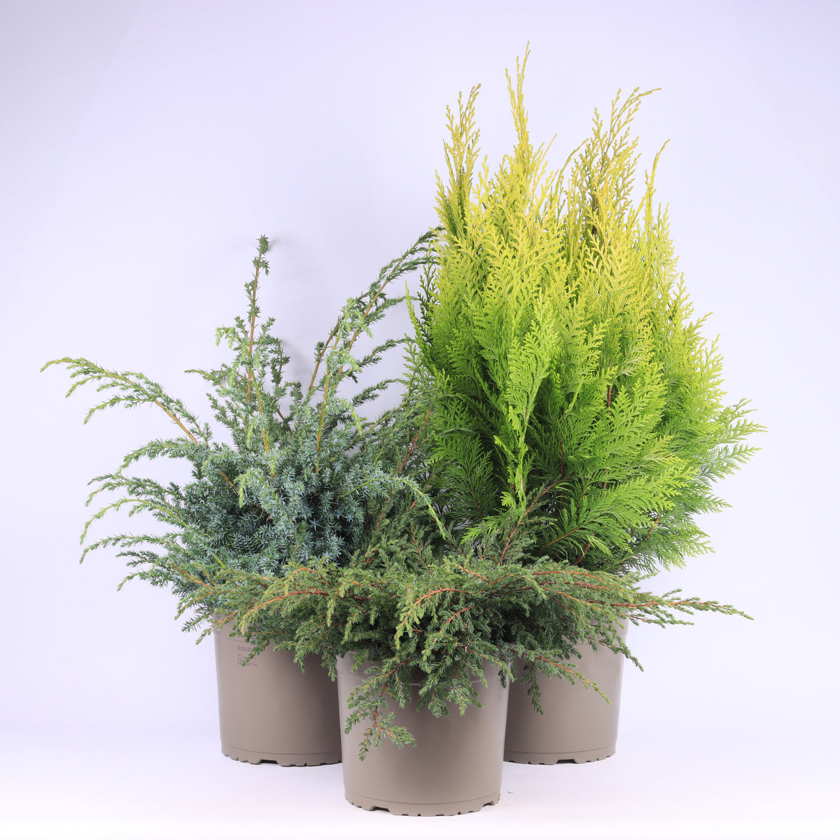 Conifer mix 40cm 23cm Pot
