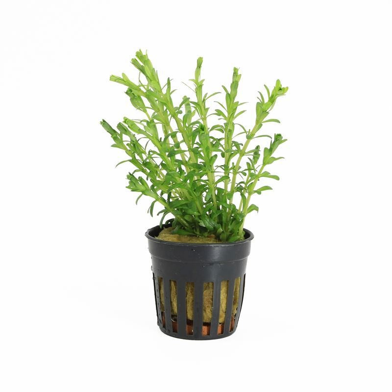 Rotala rotundifolia 10cm 5cm Pot