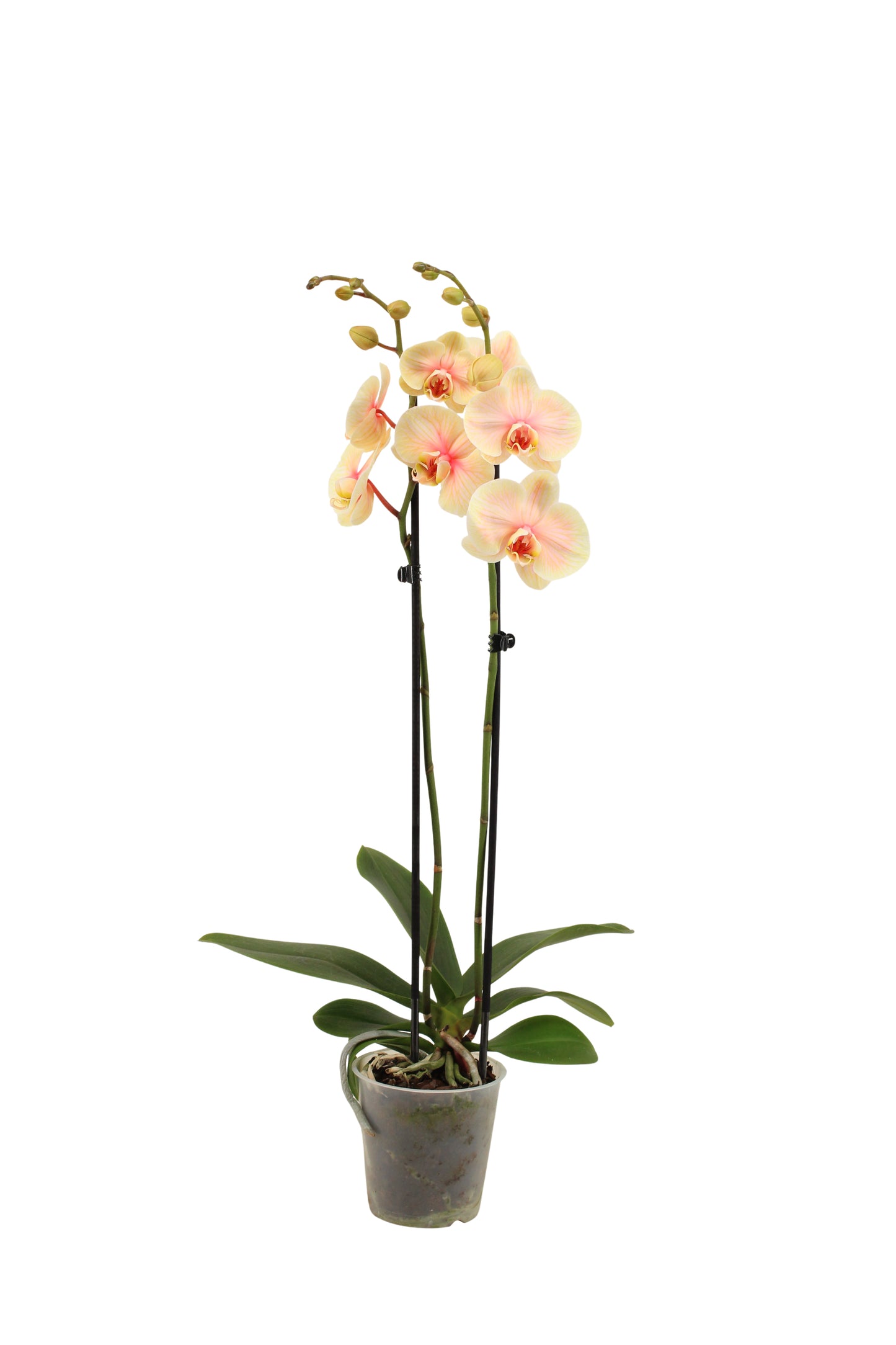 Phalaenopsis Royal Sunshine 55cm 12cm Pot